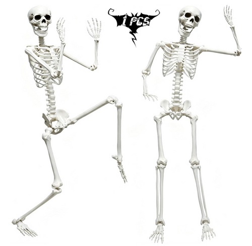 One human skeleton decoration shown in two different poses on a white background.