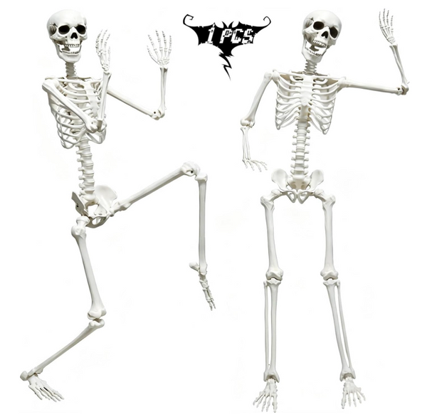 5.9-Foot Posable Human Skeleton
